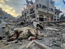 Israelische Armee stiehlt hunderte Esel aus Gaza