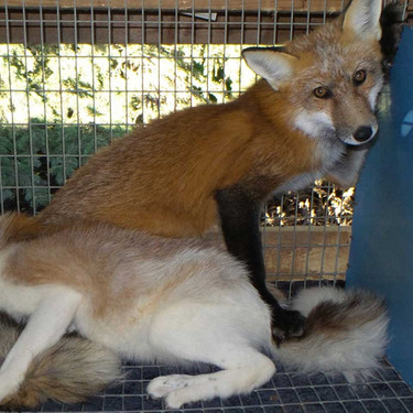 Fox Fur Colors Saveafox