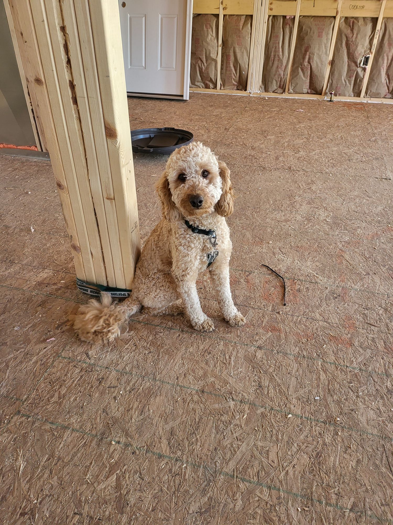 "Towanda, Jeff, and Sparty's Pawsitively Exciting Journey with Oak