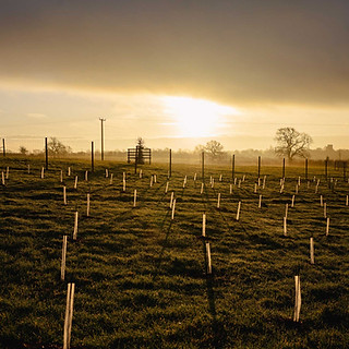 Agroforestry_DSC5865.jpg