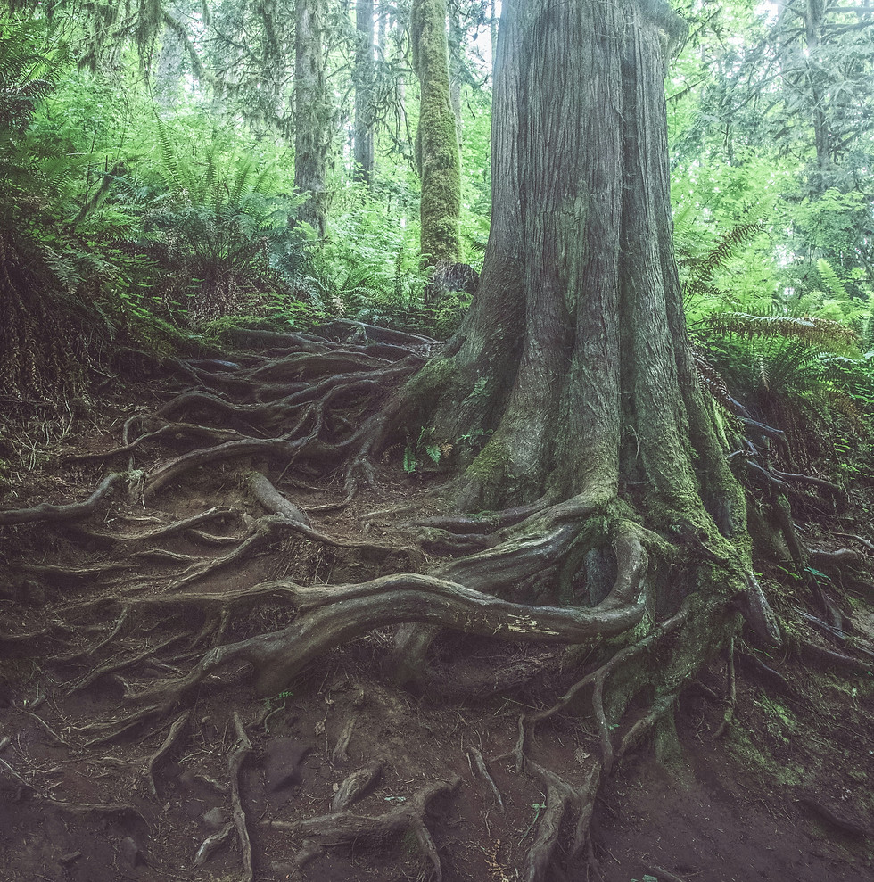 Roots john-thomas-AzGpS4RQ8ec-unsplash.jpg