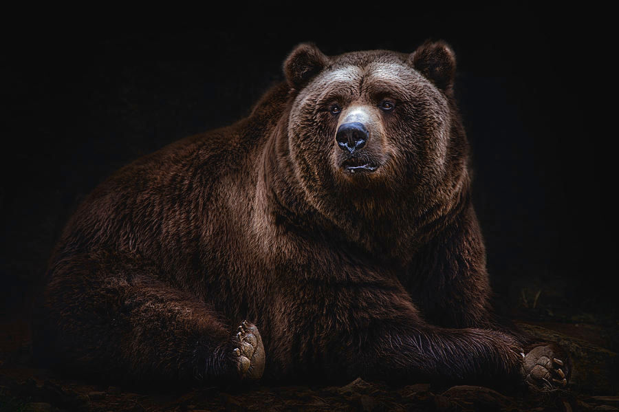 bear-portrait-santiago-pascual-buye.jpeg