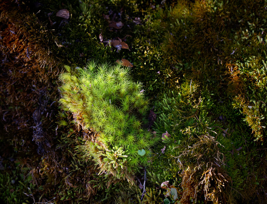 verde2.jpg