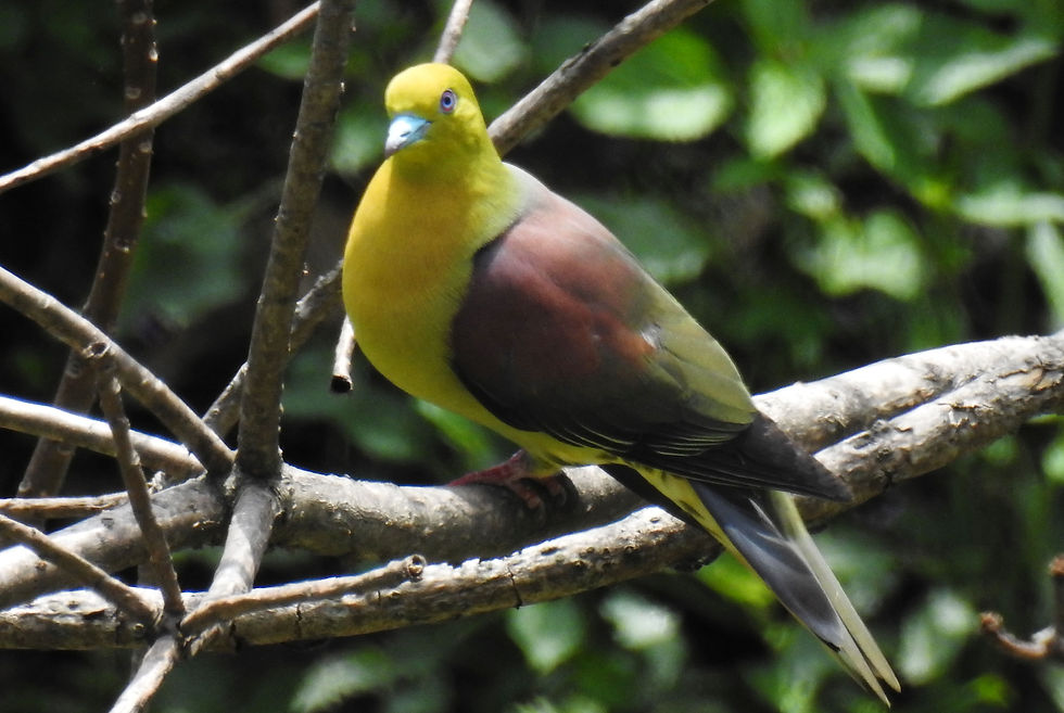 Wedge-tailed Green Pigeon