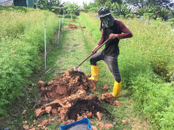 planting fruit trees Malaysia