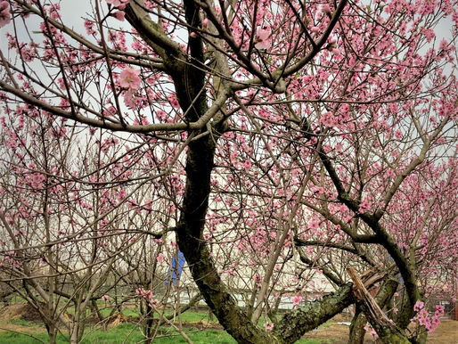 Insistent signs of spring, "babies & brunch," online market offerings