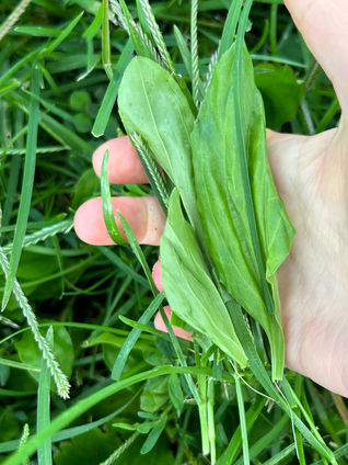 Deep dive into pasture