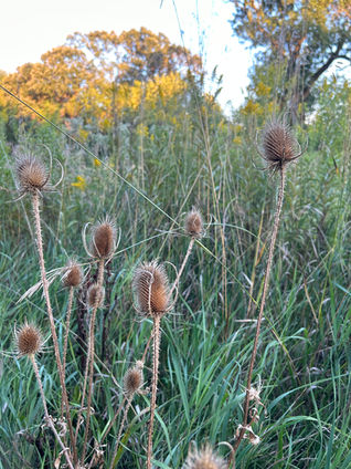 The bookend nature of fall on the farm