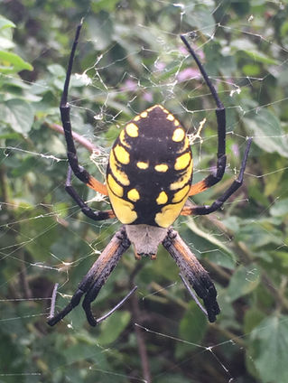 August is for arachnids