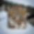 Thumbnail: First Aid Kit Pouch Red Dawn
