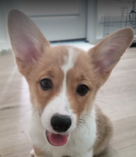 Corgi potty training.png