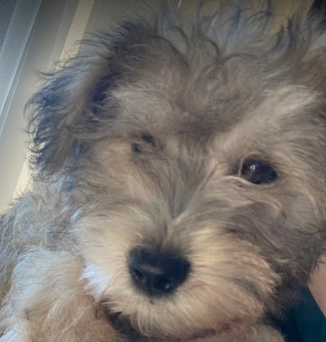 Schnauzer puppy training