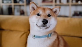 狗狗 10種奇怪的行為及其背後的原因