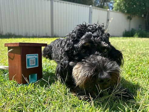 A dog, Ox, with KibbleFlux V1 automatic slow feeder.