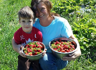Owner Picking Strawberries - Strawberry Hill Farm