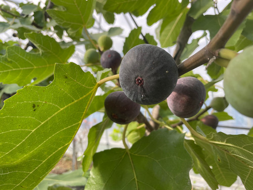 イチジク 黒いちじく（ビオレソリエス）900g | あわらフルーツランド