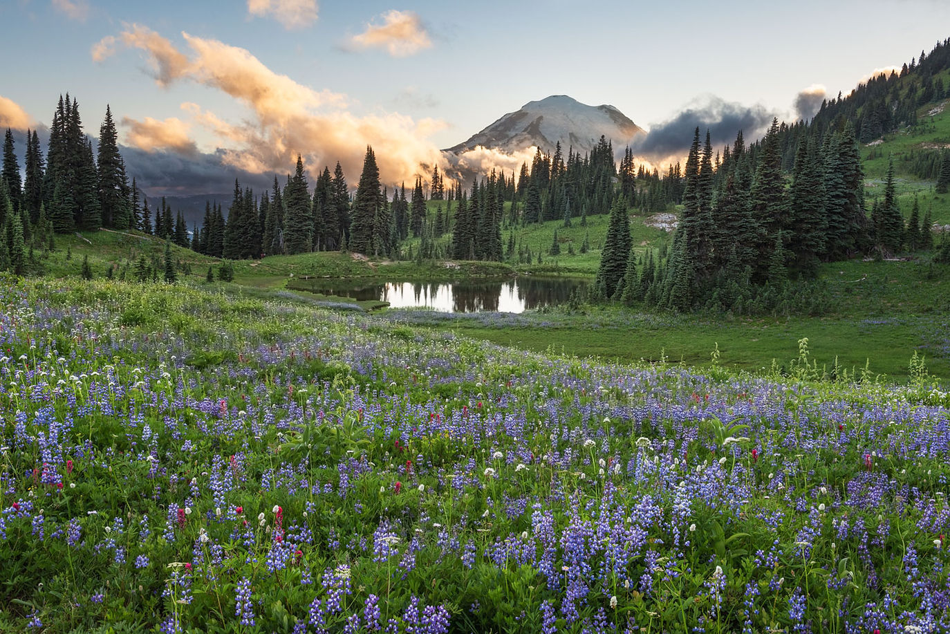 mount-rainier-naches-loop-wildflower-meadow-1.jpg