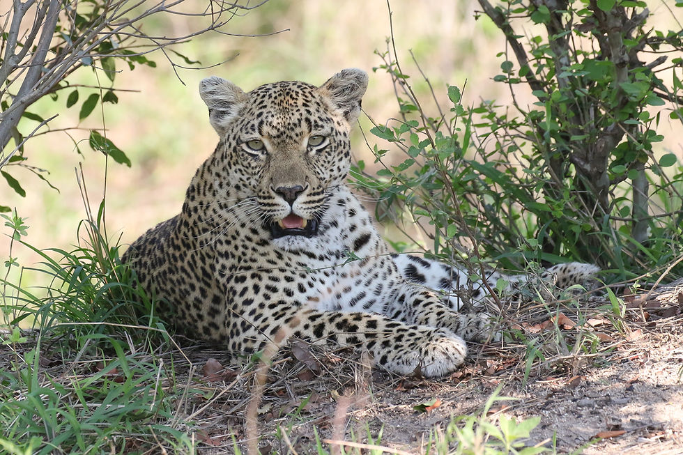 Leopard resting in shade on luxury safari tours.