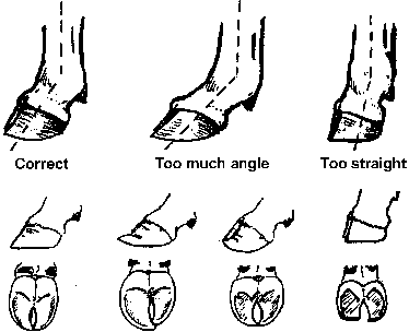 pastern.gif