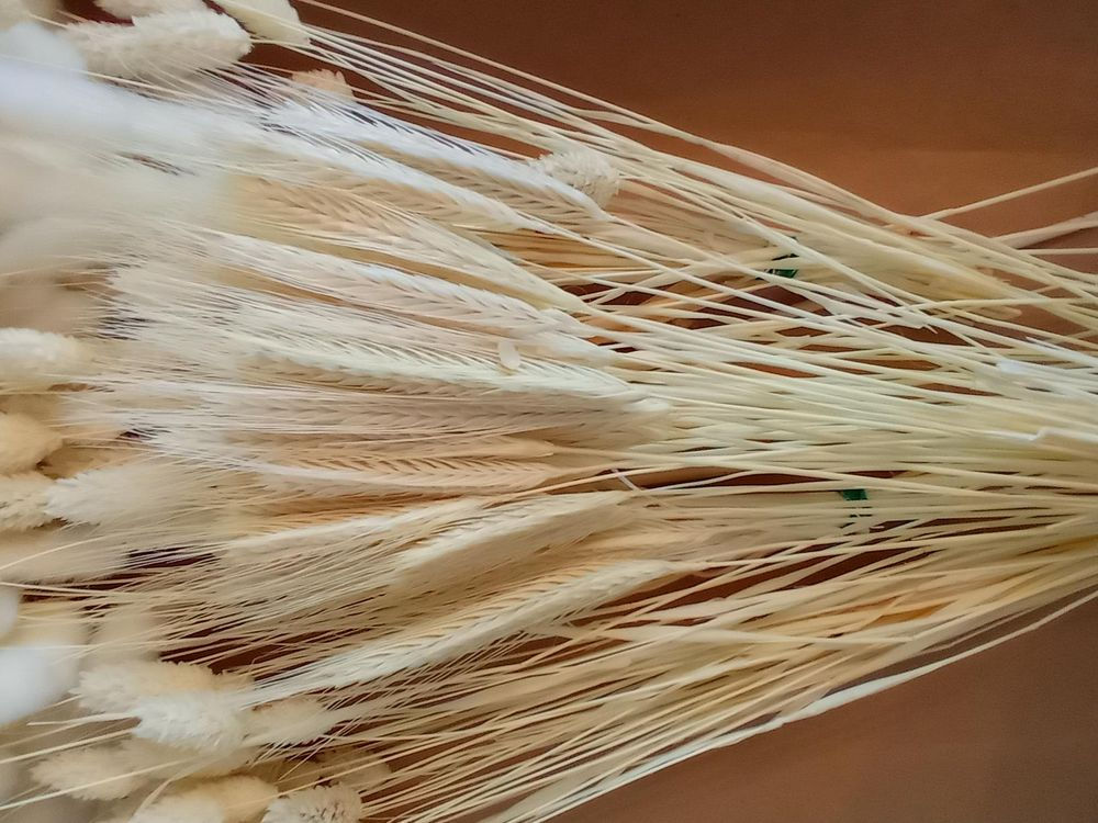 Жито(сухоцвіт)