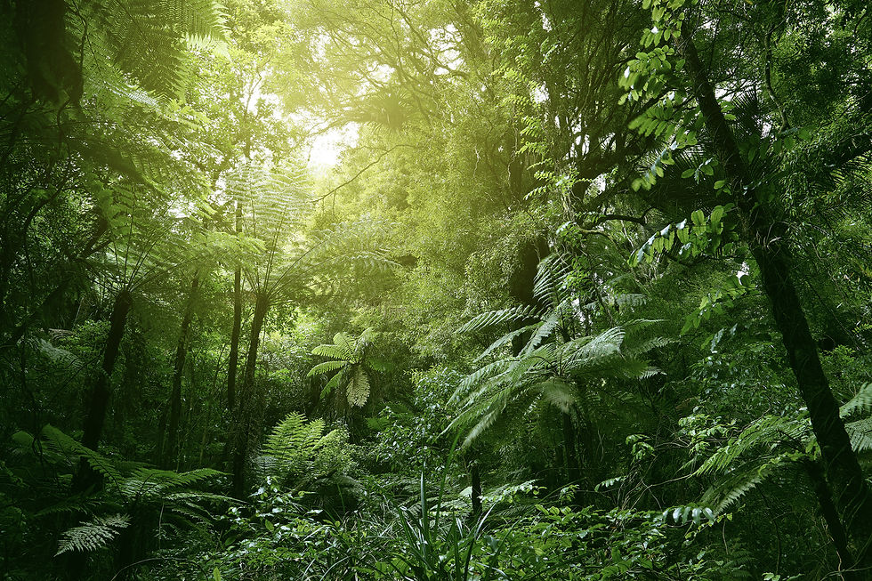 foret-tropicale-gettyimages-1045035862.jpg