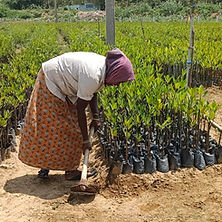 3. mangrove maintenance by shg.jpg
