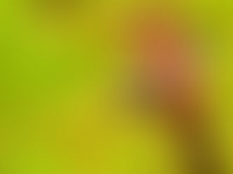 Giraffe! oder Wolf...