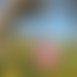 La maison des oiseaux