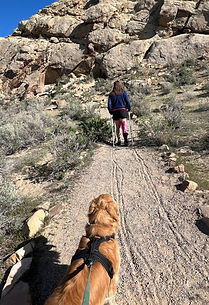 Dinosaur walker 1.jpeg