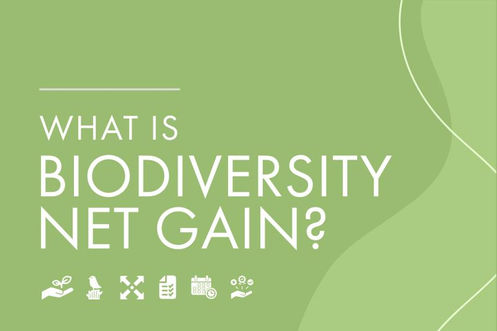 What Does the 10% Net Gain Biodiversity Requirement Mean for Development Projects?