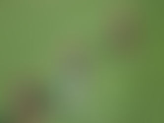 Flamengo tetra campeão da Copa Libertadores