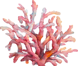 Coral