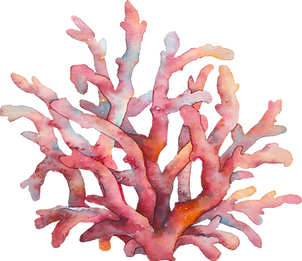 Staghorn coral (Acropora cervicornis) illustration