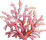 Coral