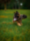 FE055106-B317-409D-B82C-F1D0B0214D5E.jpeg