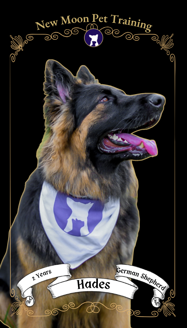 German Shepherd named Hades in a white bandana, panting on black backdrop; New Moon Pet Training, 2 Years, German Shepherd. Business Card.