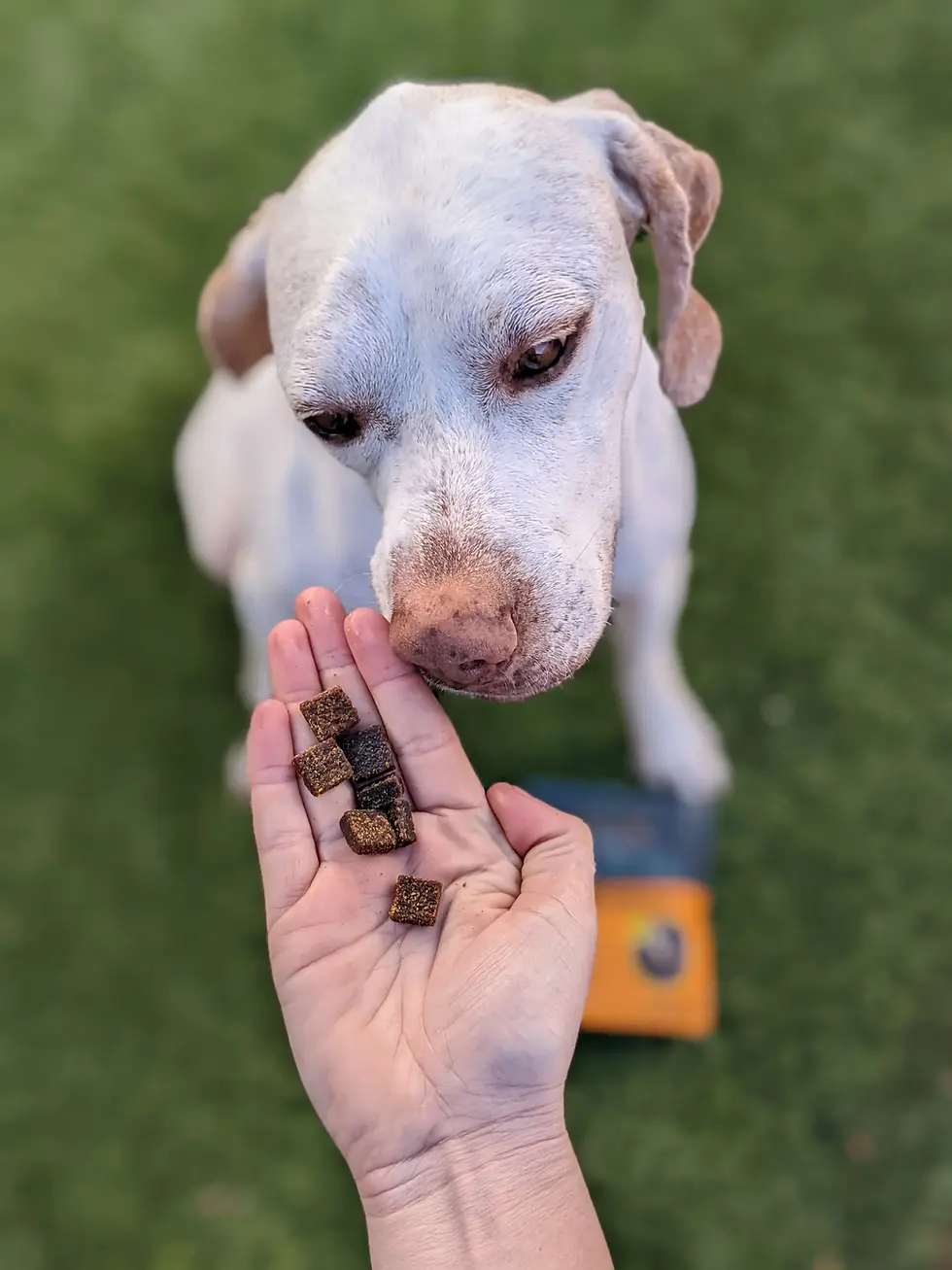 Thumbnail: Jiminy's Training Treats