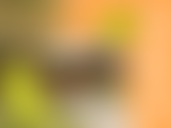 春光城市野餐日