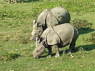 5 Days - Kathmandu Chitwan Fly & Wildlife Escape