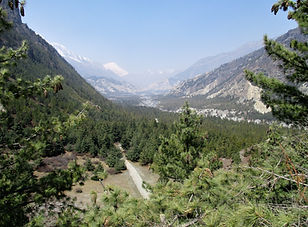 lower pisang4.JPG