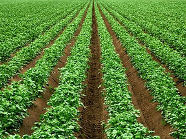 Organizacion de campo