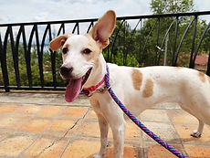 perrita