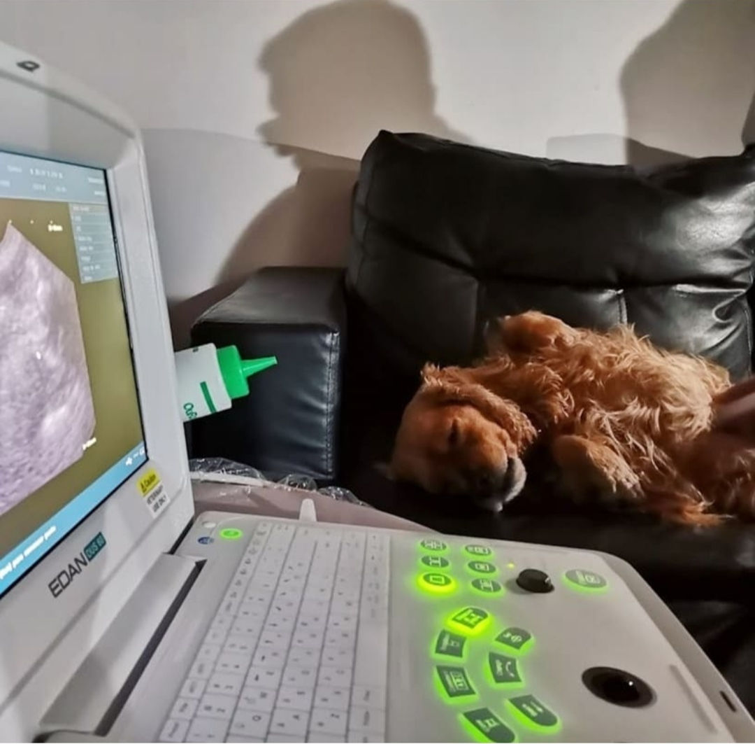 Ecografia veterianria