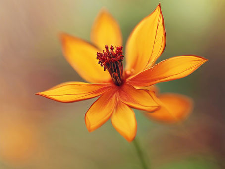 Nature Activities: Uncovering the Healing Power of Aromatherapy Affirmations, Tranquil Terrariums, and Crafty Herbariums