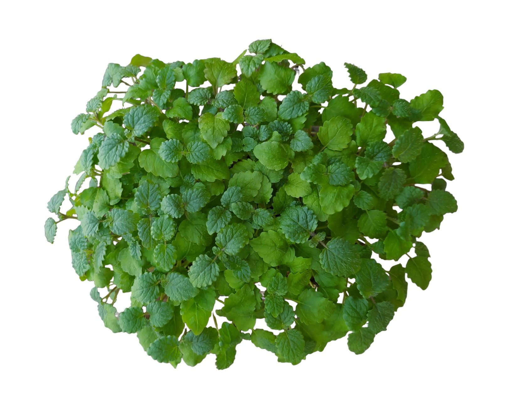 Lemon Balm (Melissa)