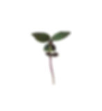 Miniatura: Shiso Roxo