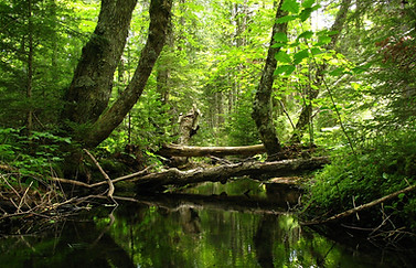Photo of stream in Copake