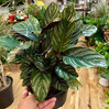 pin stripe calathea.jpeg