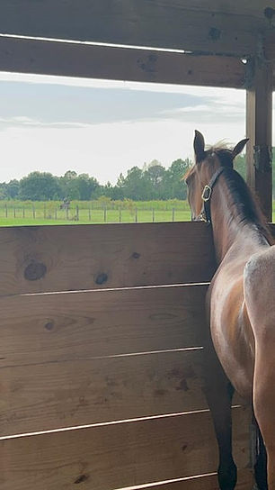 horses2.jpeg