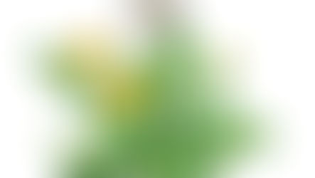 LØVETANN  Taraxacum